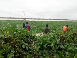 ILS-DEBARRASSENT-LE-BARRAGE-DE-CETTE-PLANTE