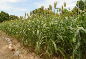 Centre-Sud-de-bonnes-récoltes-envisageables-pour-lacampagne-agricole