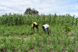 Agriculture- au -Sanguié -de -la -restauration –à- l’agro-business-tonton- Djonny- fait –ses- preuves