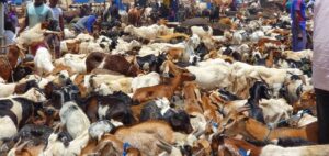 VENTE-DE-RUMINANTS-AU-MARCHE-DE-BETAIL-DE-PATE-DOIE